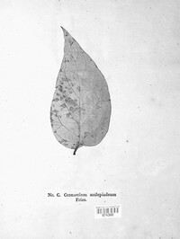 Cronartium flaccidum image